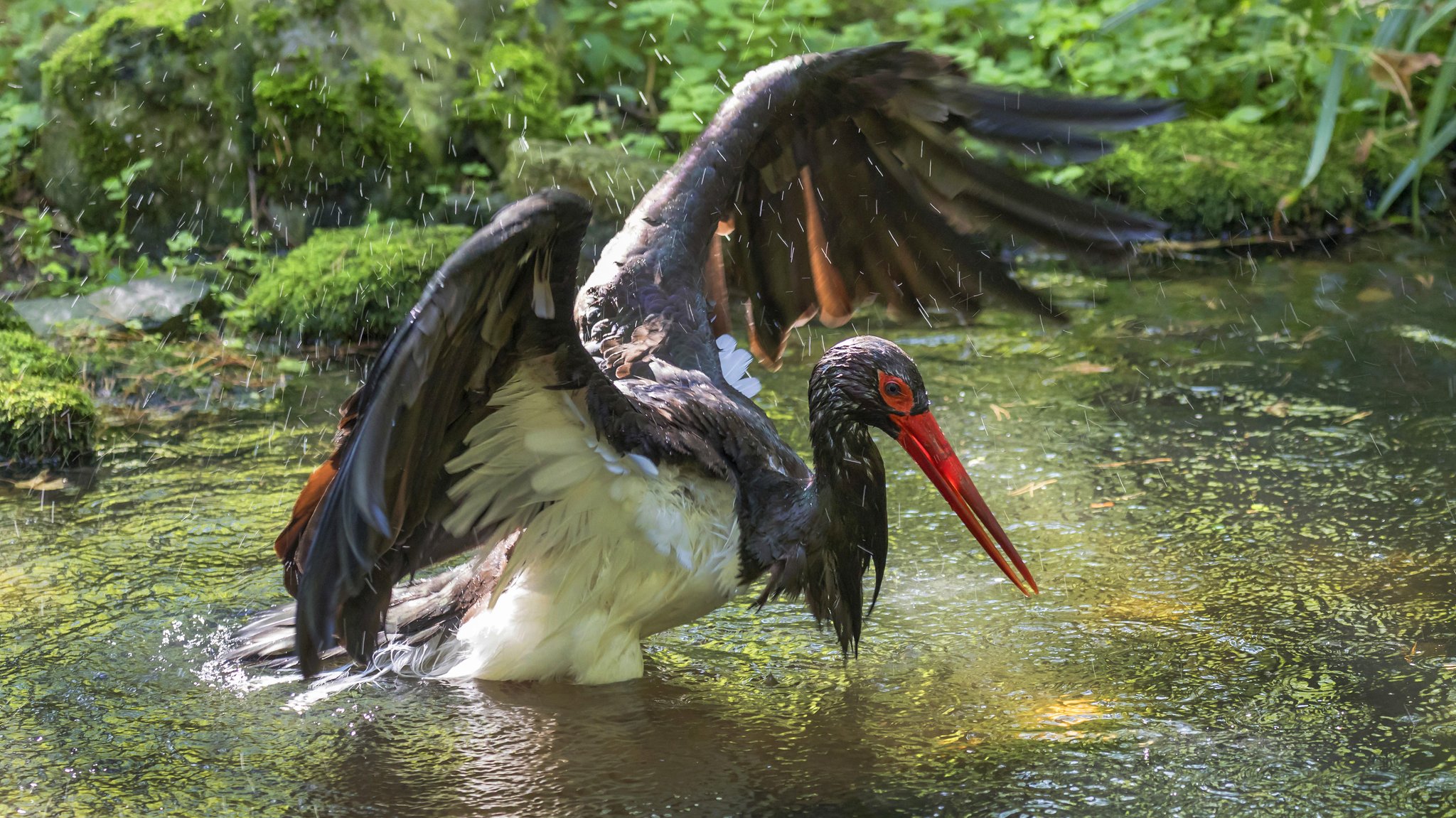 Schwarzstorch badet im seichten Wasser.