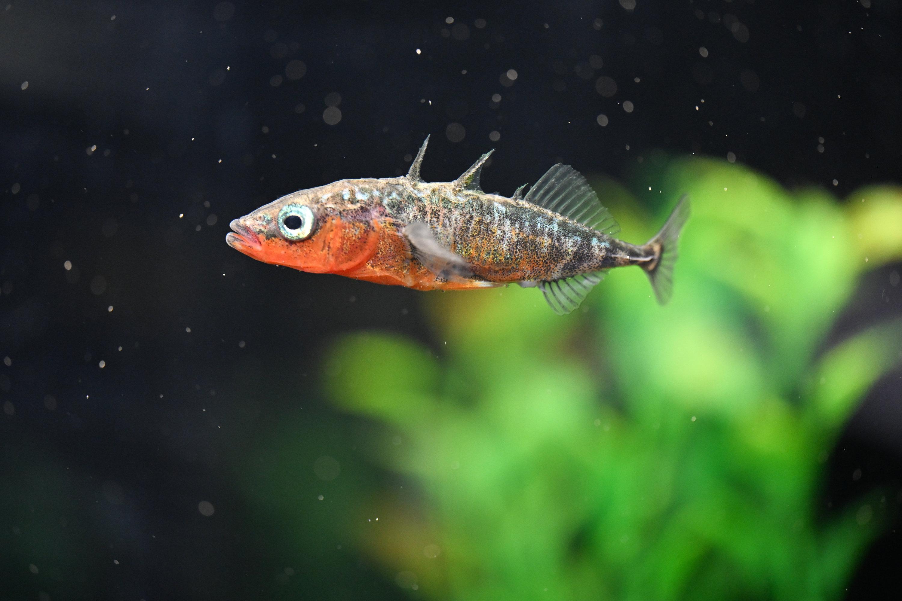 in männlicher Stichling schwimmt in einem Aquarium in der Fischereiforschungsstelle Baden-Württemberg in Langenargen. 