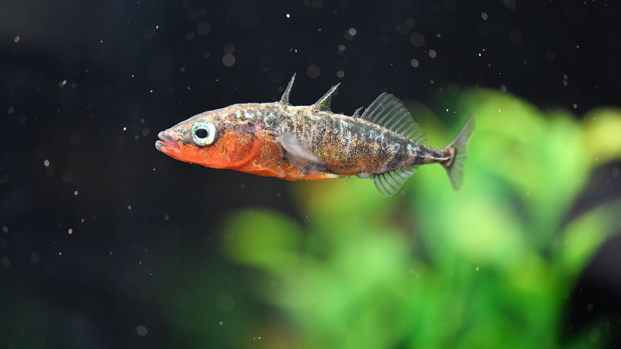 in männlicher Stichling schwimmt in einem Aquarium in der Fischereiforschungsstelle Baden-Württemberg in Langenargen. 