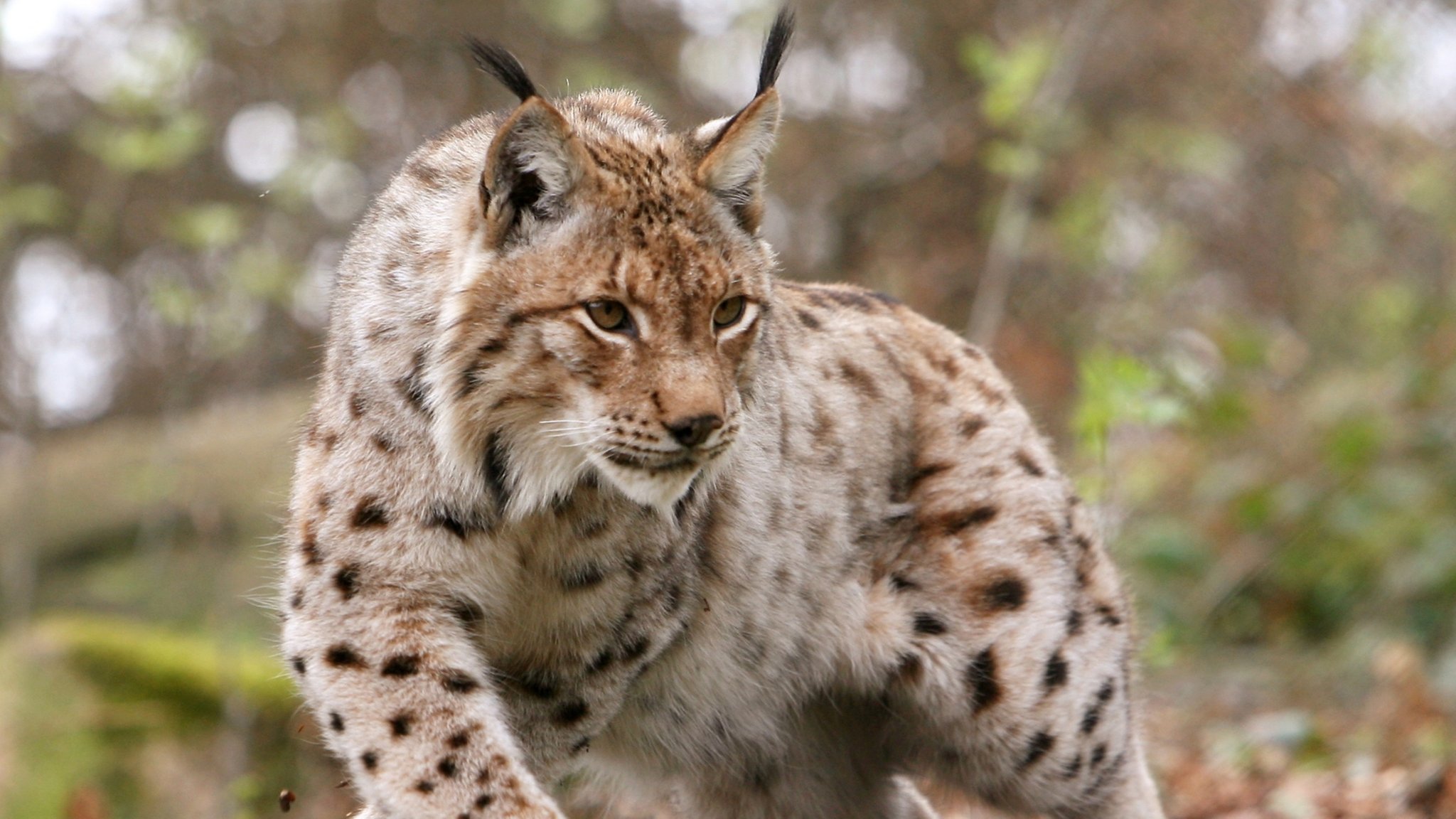 Luchs mit seinen Pinsalohren im Wald