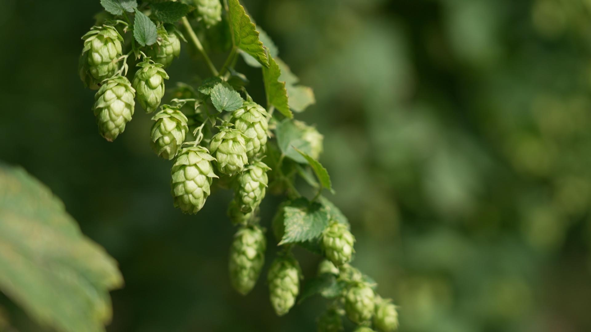 Warum in Bayern weniger Hopfen wächst | BR24