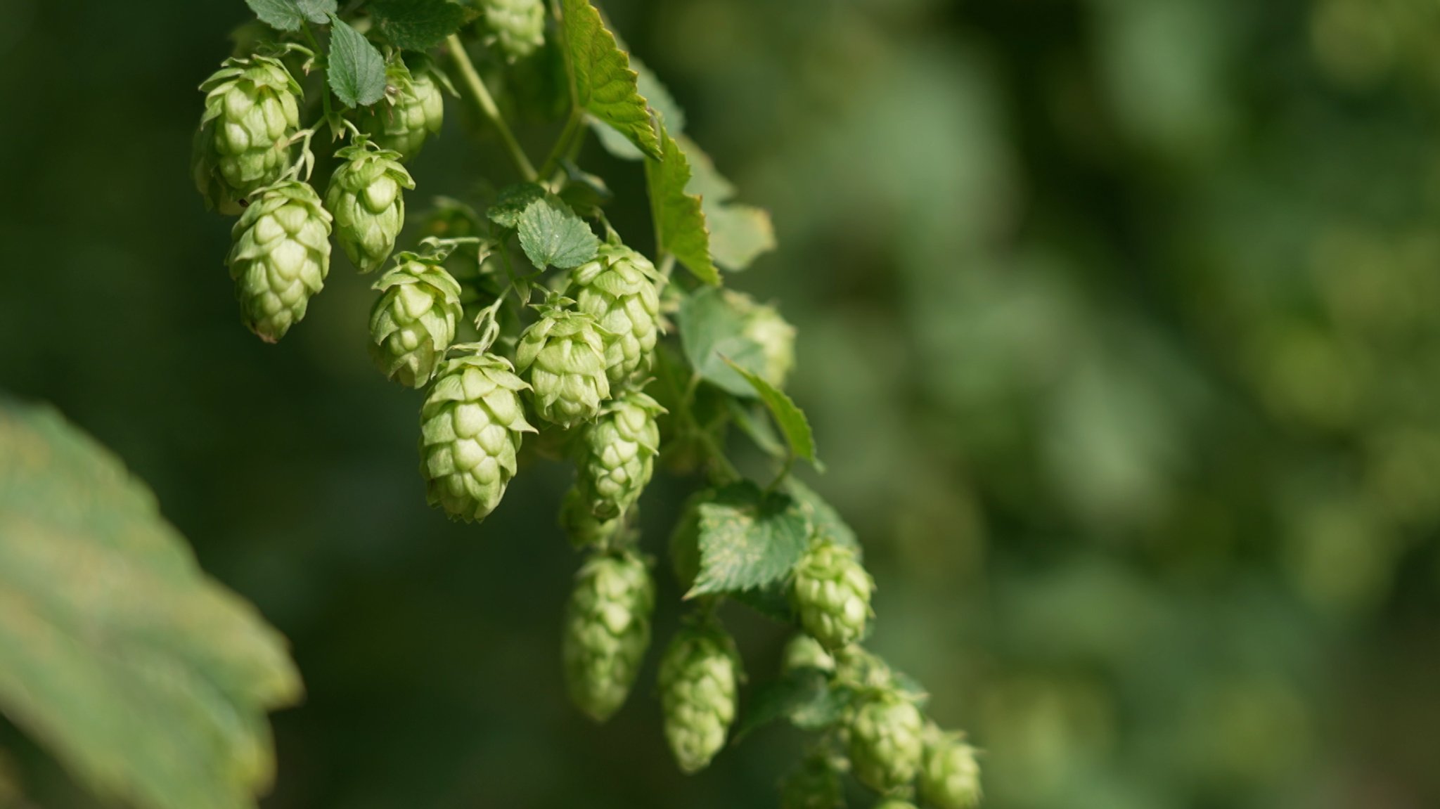 Hopfengarten in der Hallertau vor der Hopfen-Ernte (Archivbild) | Bild: BR/Fabian Schöpf Hopfengarten in der Hallertau vor der Hopfen-Ernte (Archivbild)