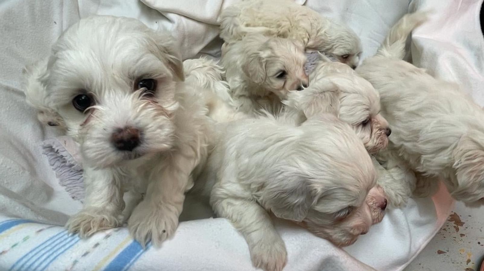tierschmuggel polizei beschlagnahmt 101 hundewelpen br24