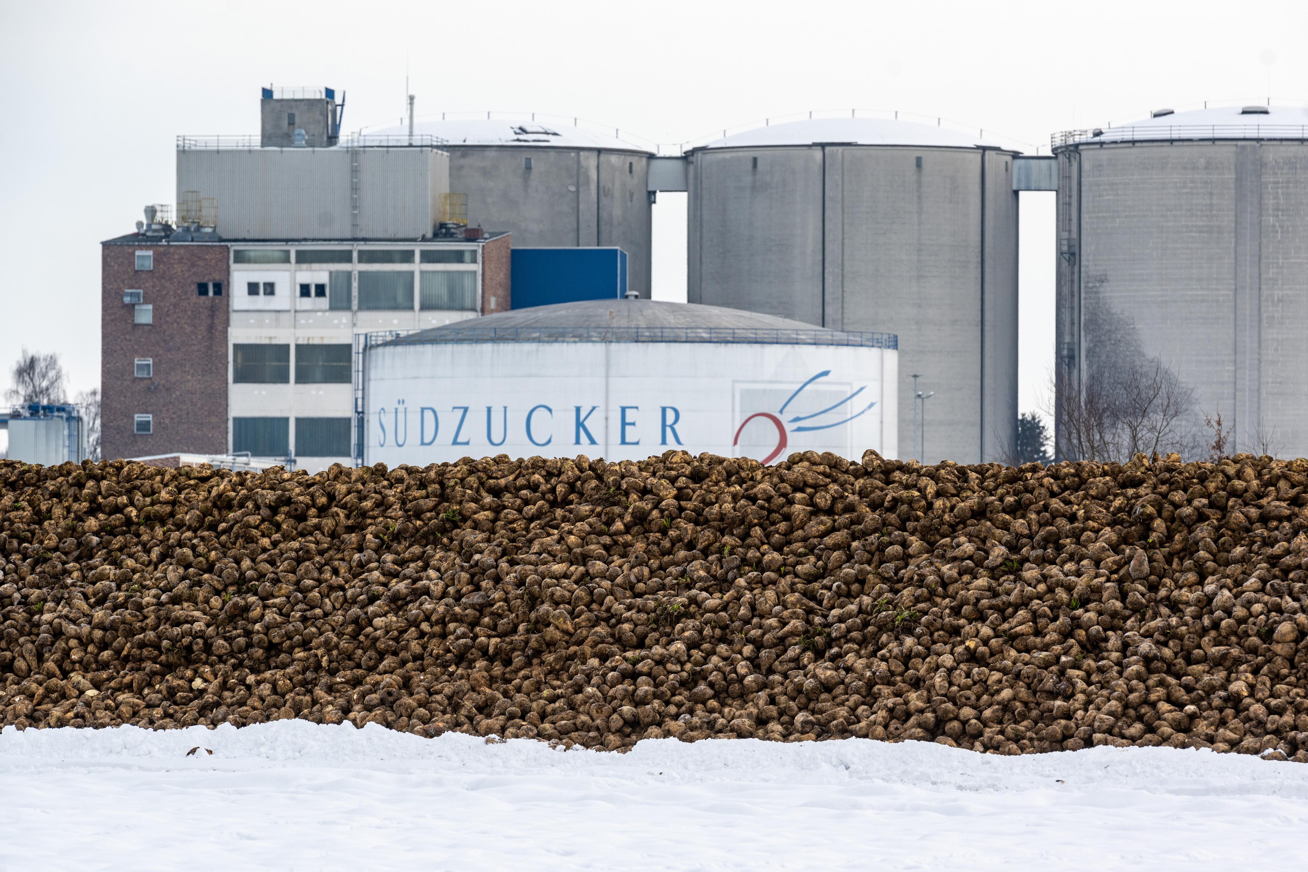 Zuckerrüben liegen auf einem Feld vor der Zuckerfabrik von Südzucker.