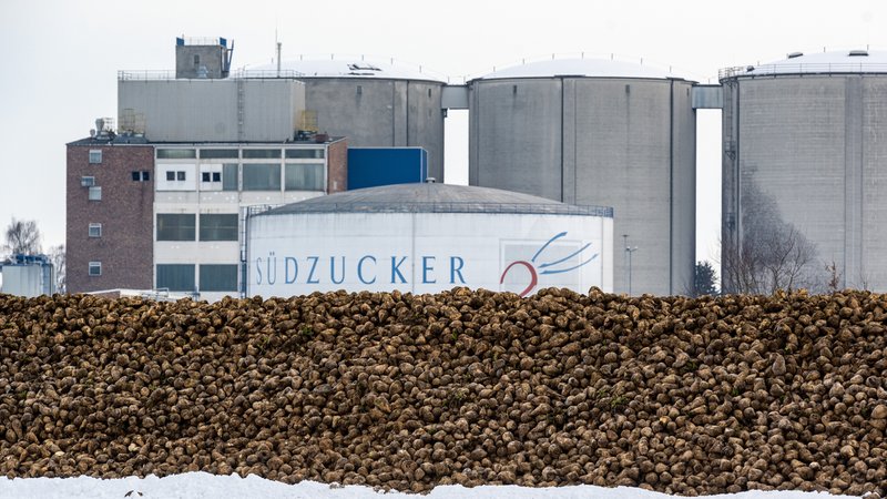 Zuckerrüben liegen auf einem Feld vor der Zuckerfabrik von Südzucker. | Bild: picture alliance/dpa | Armin Weigel Zuckerrüben liegen auf einem Feld vor der Zuckerfabrik von Südzucker.