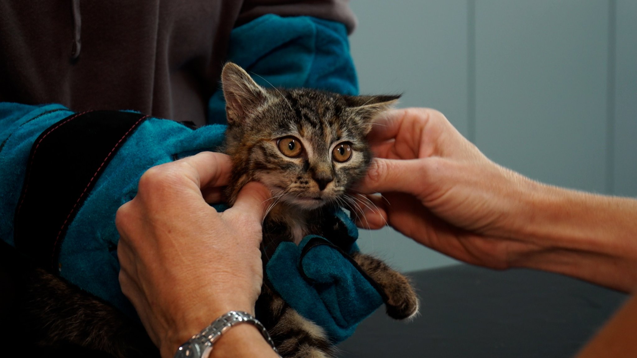 Gegen "Katzenschwemme": Verordnung soll helfen 