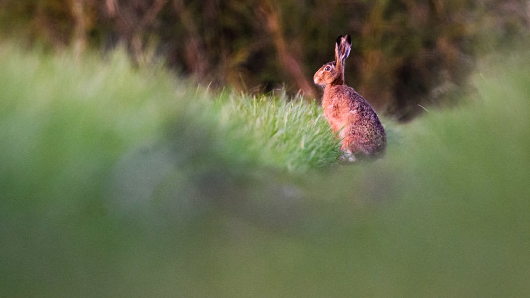 Gefährdete Art erholt sich: Profitiert der Hase vom Klimawandel?