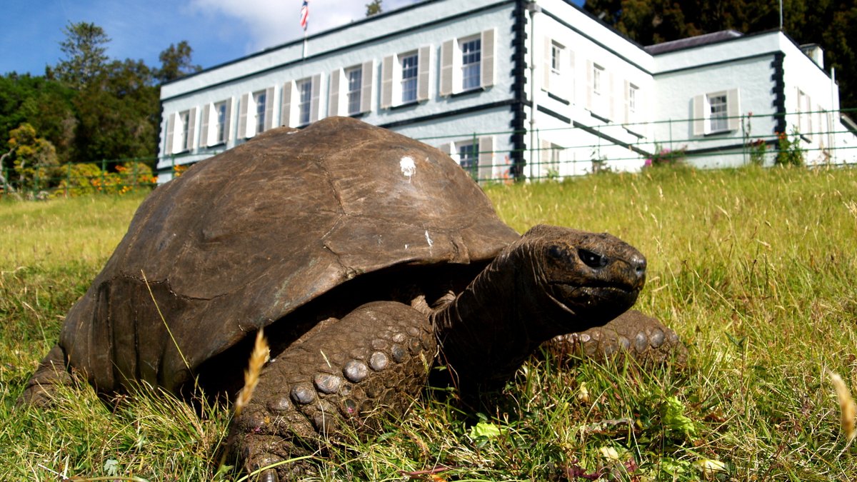 Die älteste Schildkröte der Welt wird 190 Jahre alt