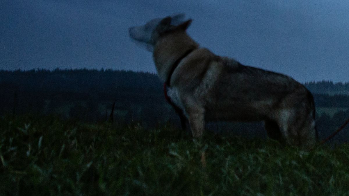 Wirbel Um Handy Video Mutmasslicher Wolf Im Chiemgau Unterwegs Br24
