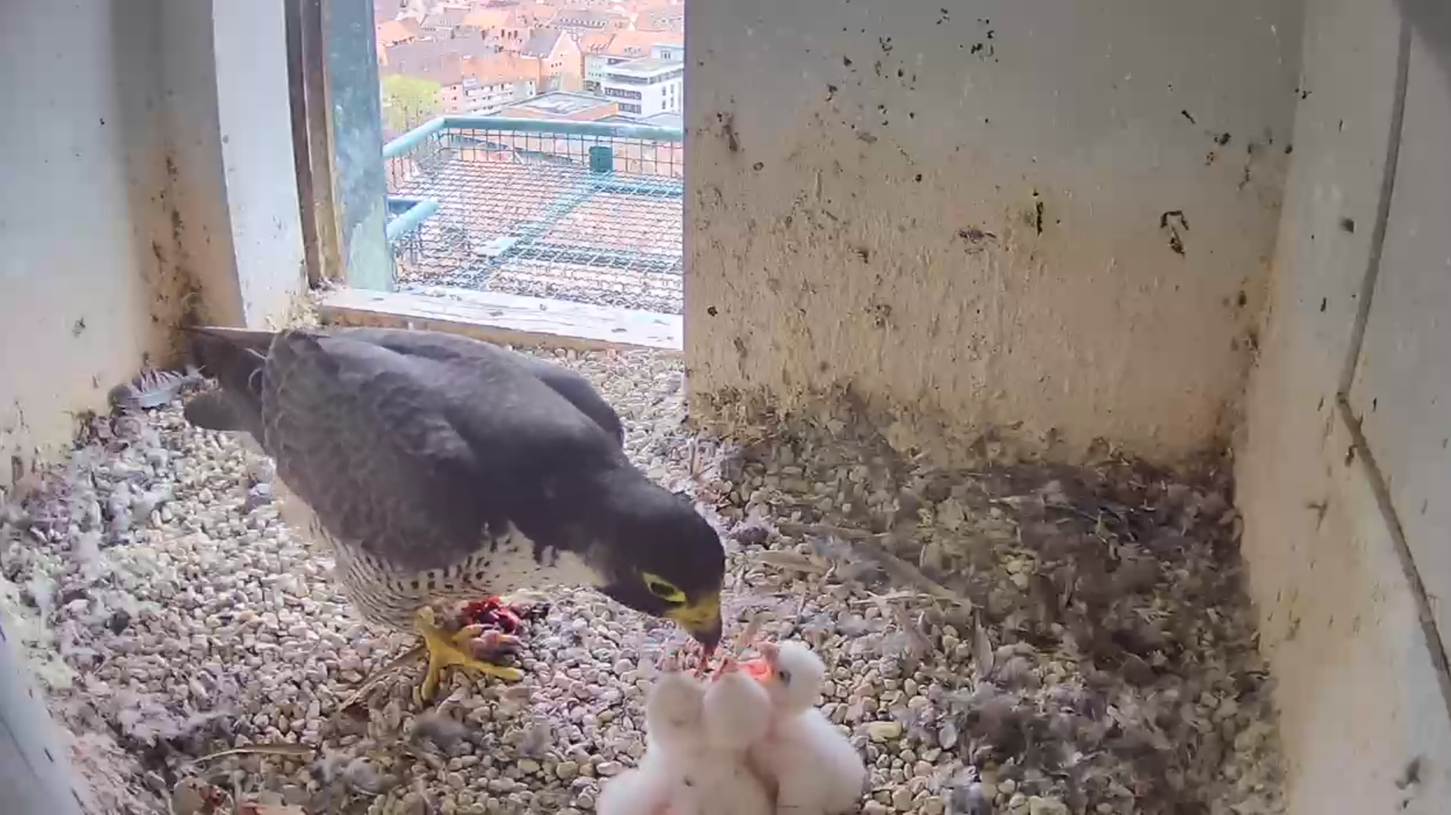 Ein Wanderfalke füttert im Nest im Nürnberger Sinwell-Turm vier weiße Küken.