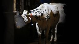 Symbolbild: Bayern, Jengen: Eine Kuh frisst am frühen Morgen in einem Kuhstall. | Bild:dpa-Bildfunk/Karl-Josef Hildenbrand