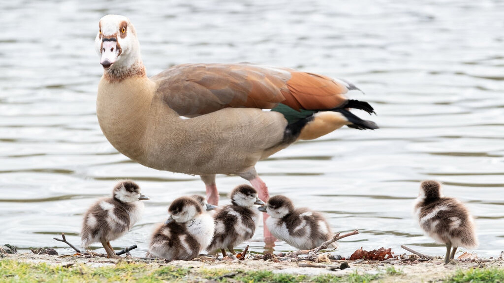 ARCHIV - 20.02.2020, Baden-Württemberg, Stuttgart: Nilsgans-Jungtiere stehen am Eckensee nahe bei einem Elterntier. (zu dpa: «Tierquälerei? - Geschäftsführer eines Freizeitbades entlassen») Foto: Bernd Weißbrod/dpa +++ dpa-Bildfunk +++