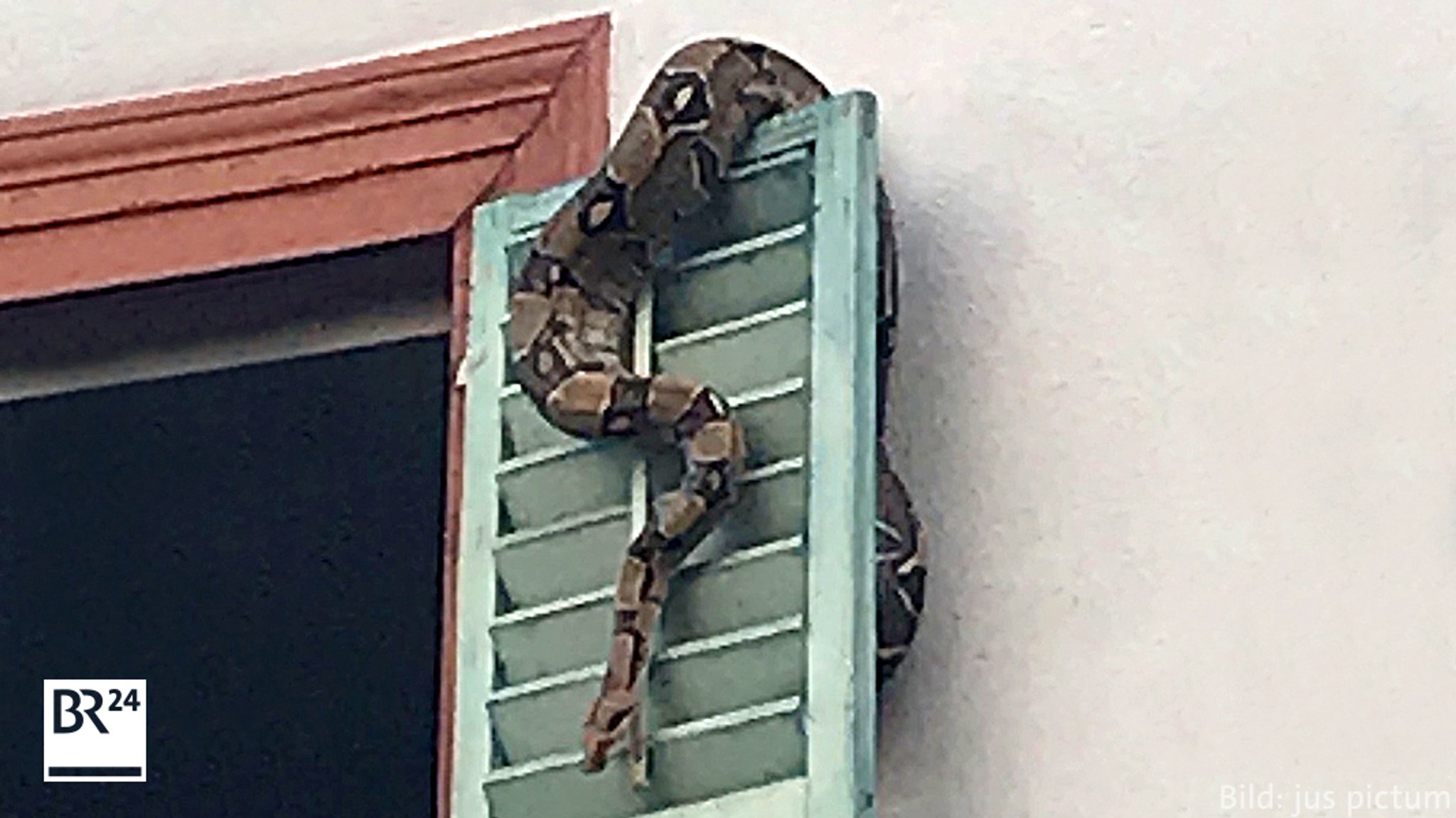 Python hängt an Bamberger Fenster ab