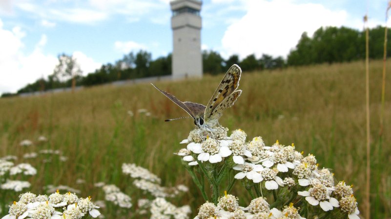 Gruenes Band bei Konau-Popelau an der Elbe Brauner Feuerfalter auf Schafgarbe mit Grenzturm | Bild: Bund Naturschutz / Helmut Schlumprecht Gruenes Band bei Konau-Popelau an der Elbe Brauner Feuerfalter auf Schafgarbe mit Grenzturm