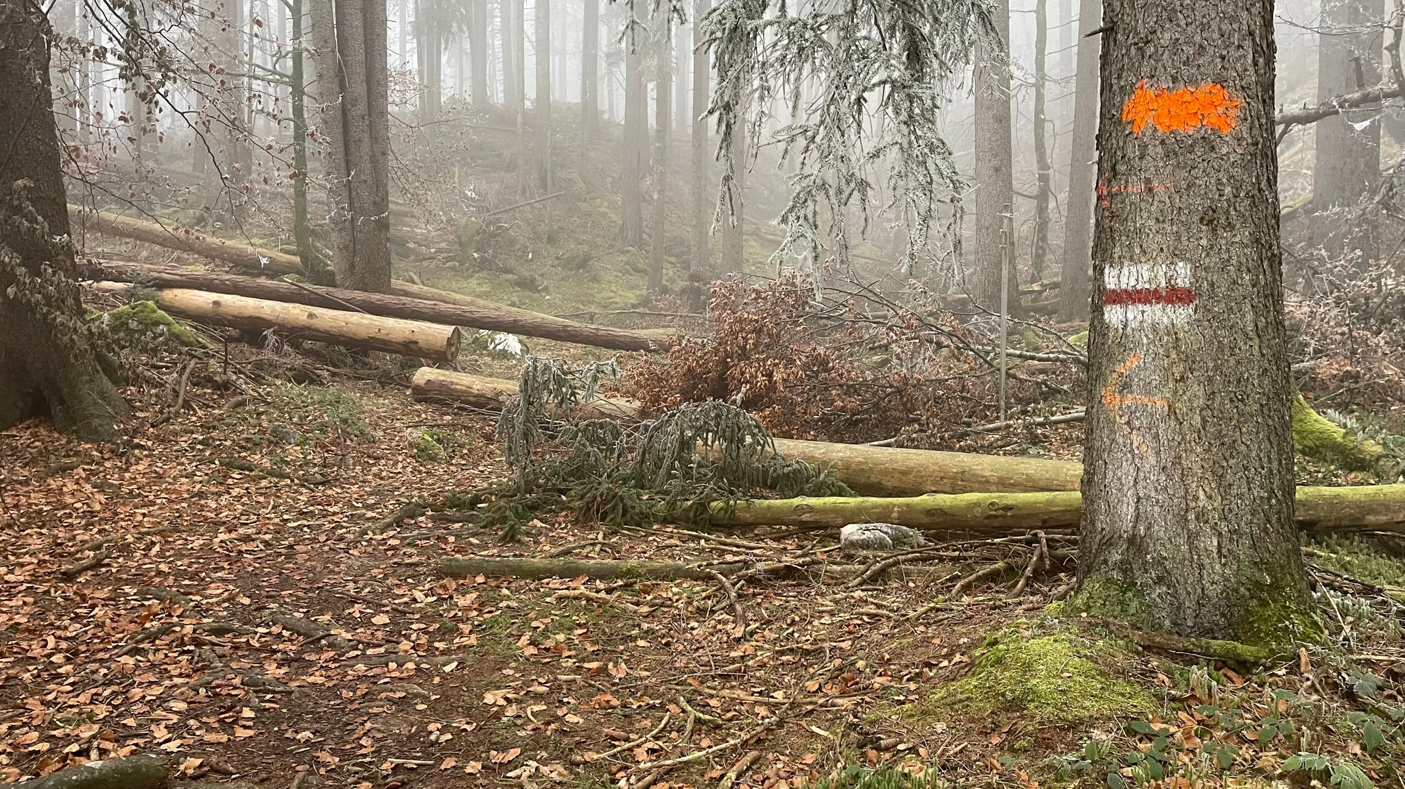 Umgestürzte Bäume liegen quer über einem Weg.