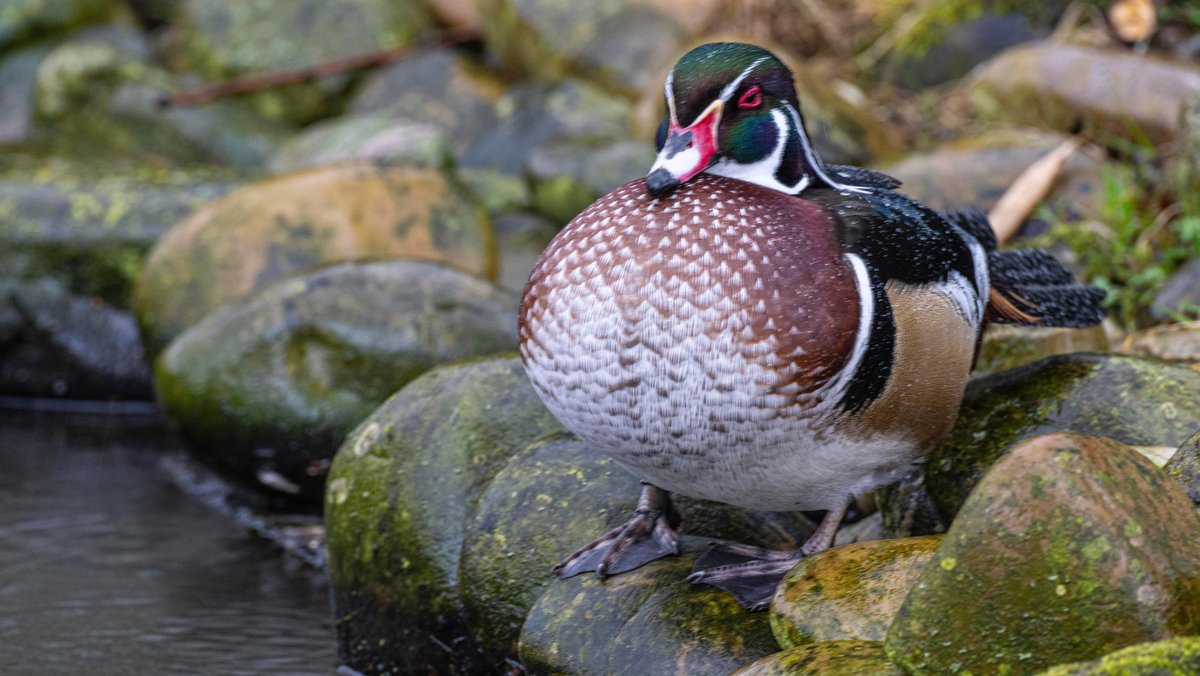 Drei Fälle von Vogelgrippe im Zoo Augsburg bestätigt