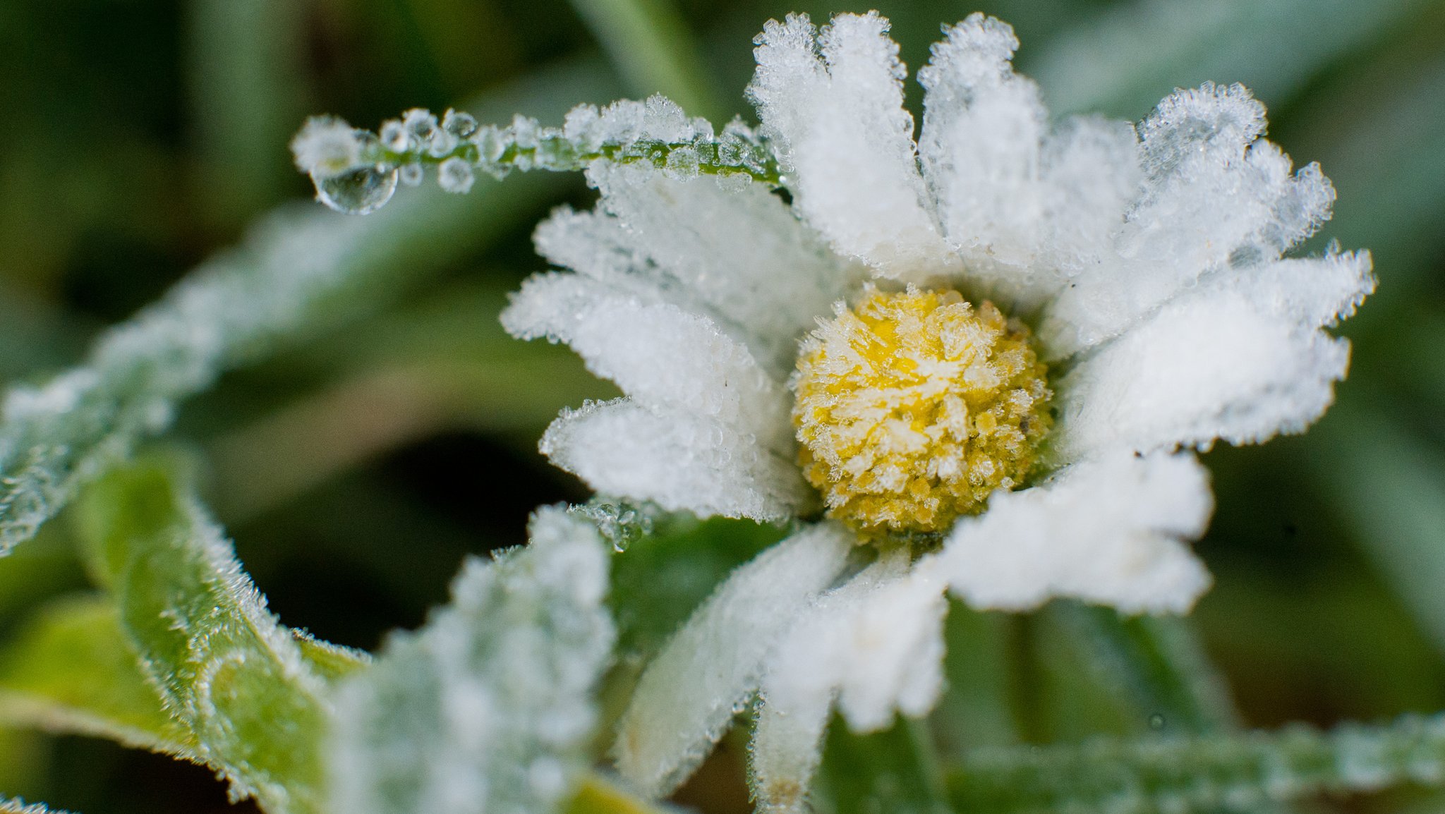 Ein Gänseblümchen, was mit Eiskristallen überzogen ist.