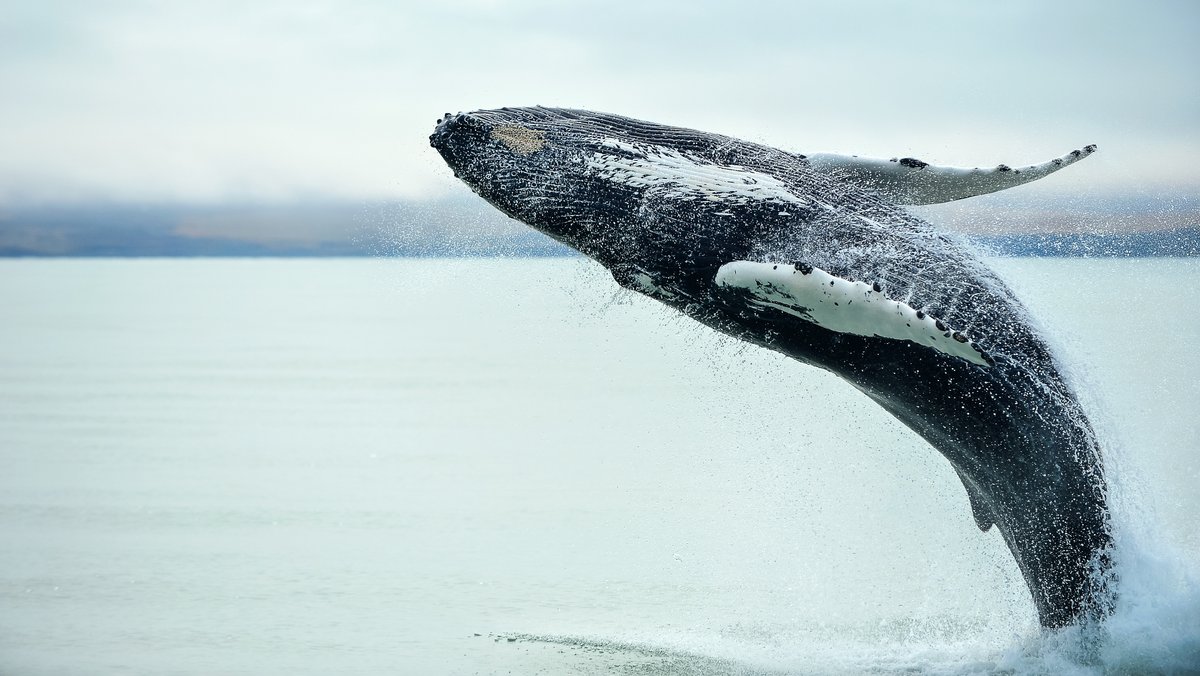 Sprung eines Buckelwals; Lärm unter Wasser: Deshalb sind Bartenwale besonders betroffen
