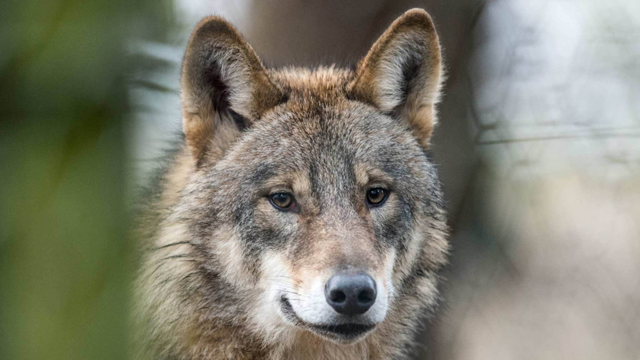 Nahaufnahme von einem Wolf