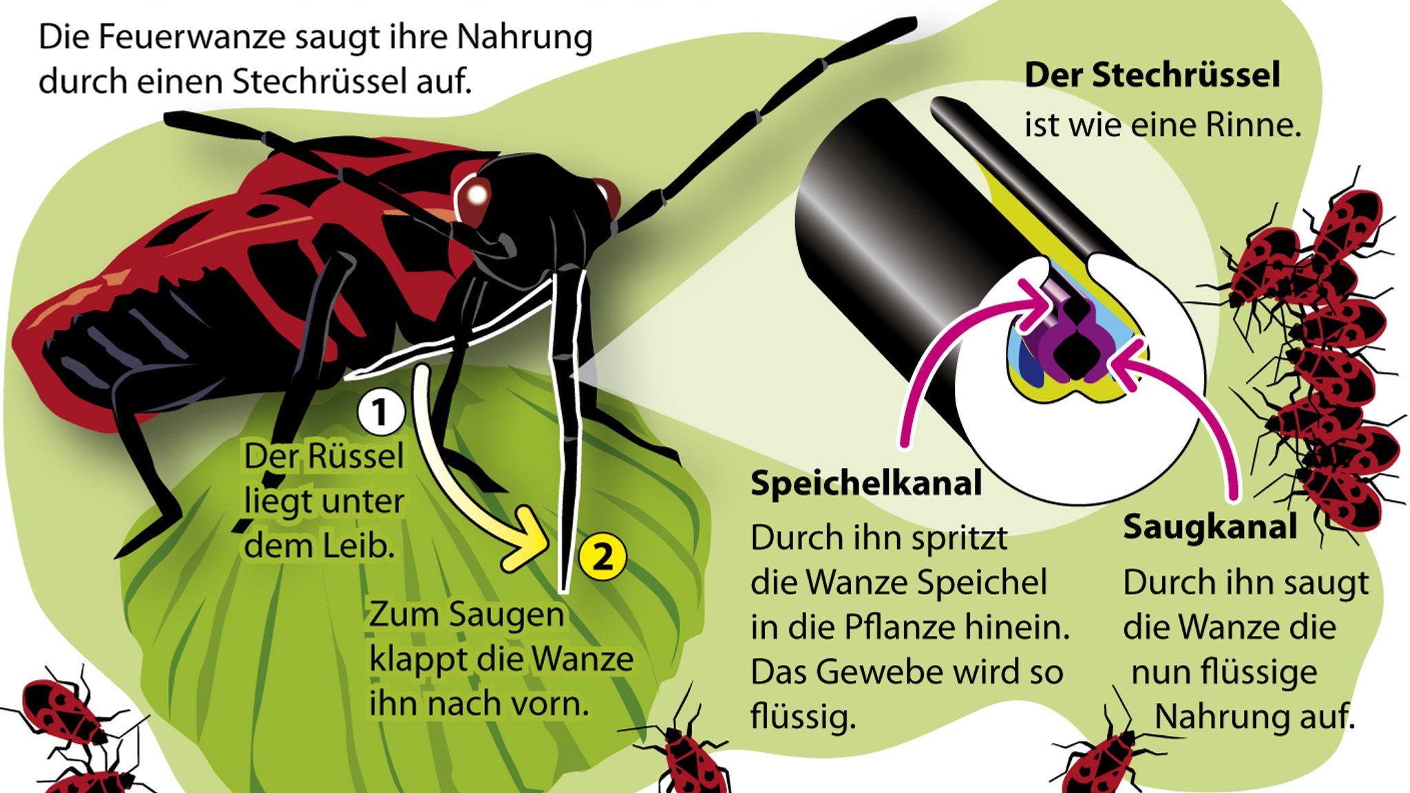 Grafik, die erklärt, wie eine Feuerwanze mithilfe ihres Rüssels Nahrung aufnimmt.