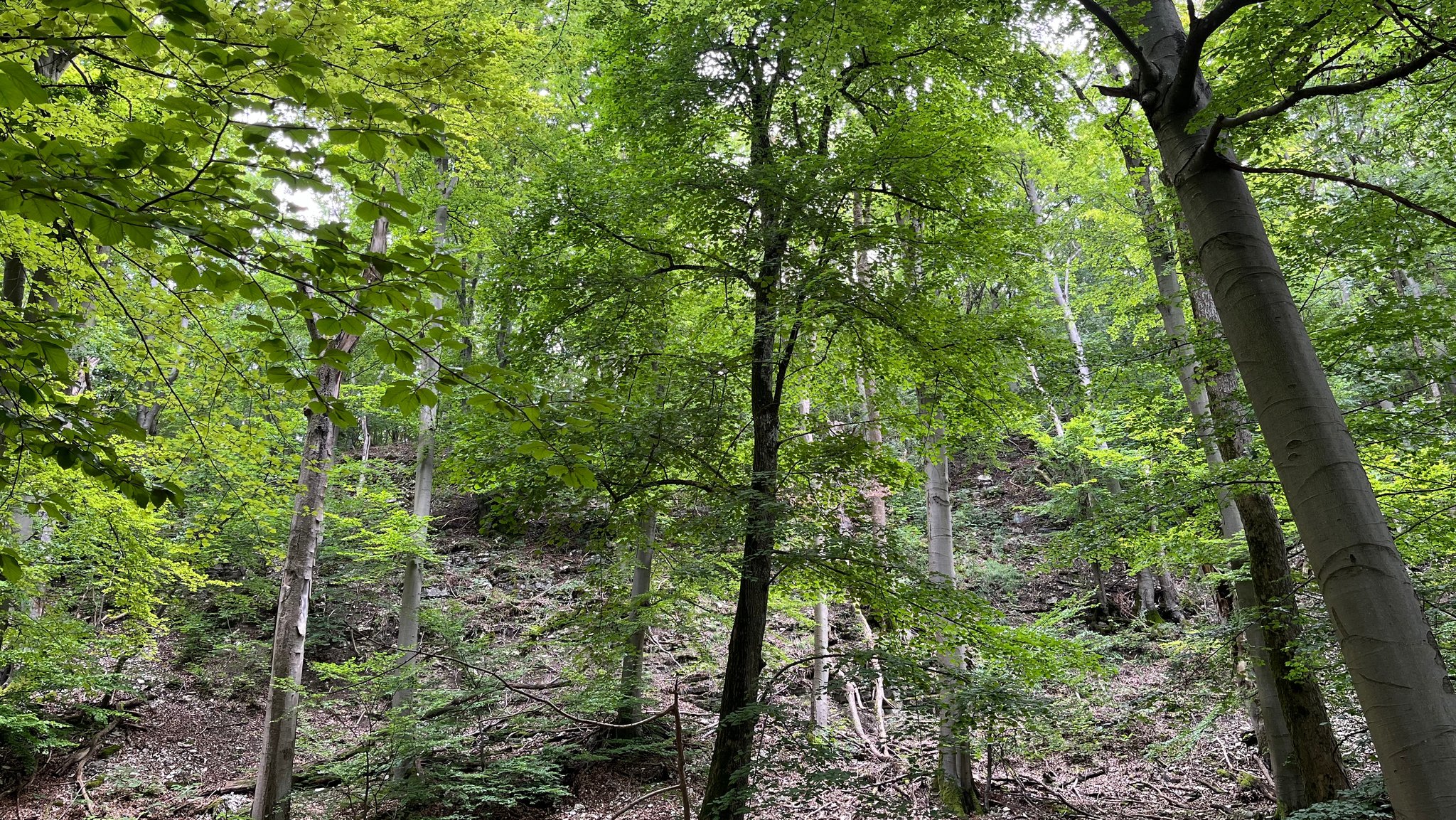 Viele Buchen stehen in einem Waldstück. 