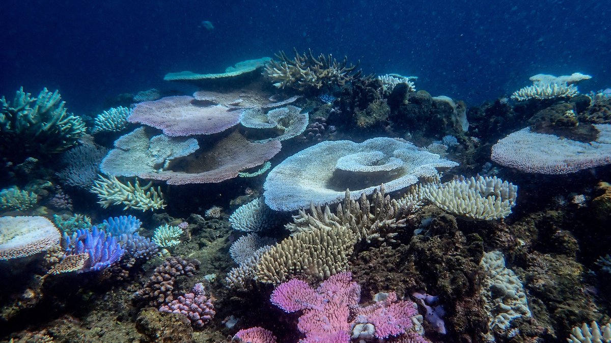 Korallenbleiche am Mackay Reef, Australien