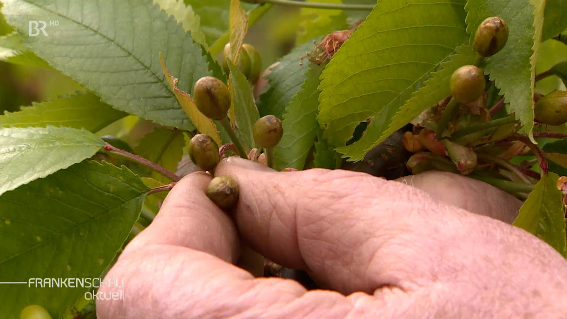 Einige Jungkirschen, an der dunklen Verfärbung kann man erkennen, dass diese Kirschen Frostschäden haben.