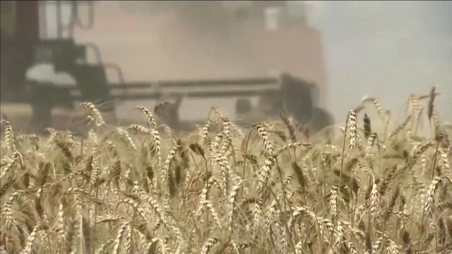 Ein Kornfeld (Symbolbild)