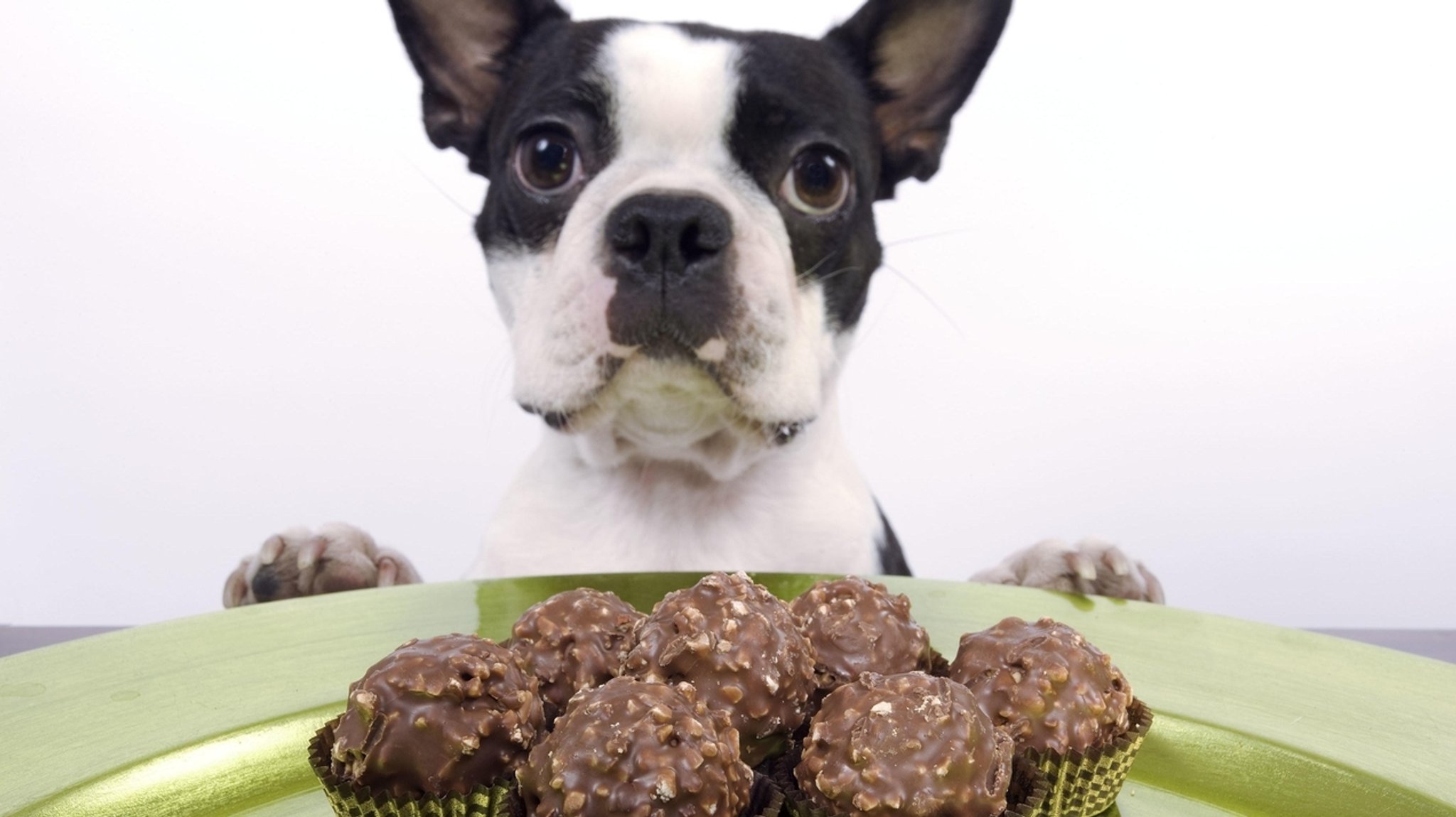 Hund schaut auf einen Teller mit Pralinen