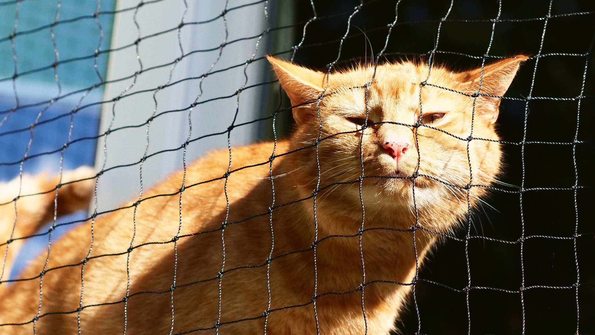 Eine Hauskatze in Quarantäne