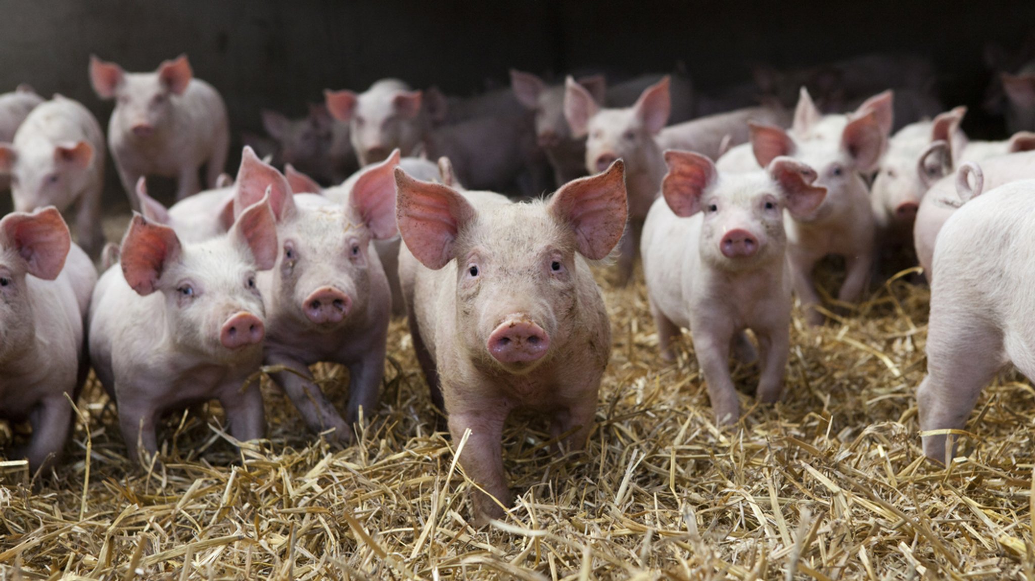 Eine Gruppe Ferkel im Stroh.