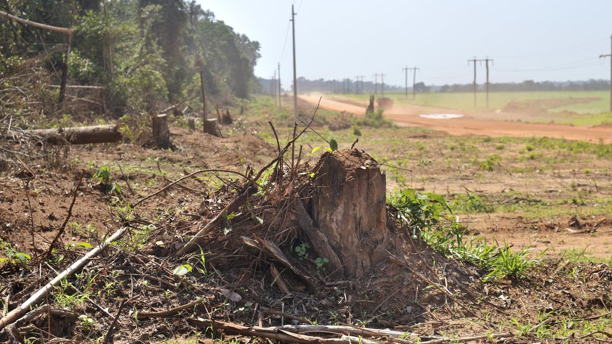 Wwf Beklagt Rekord Abholzung Am Amazonas Br24