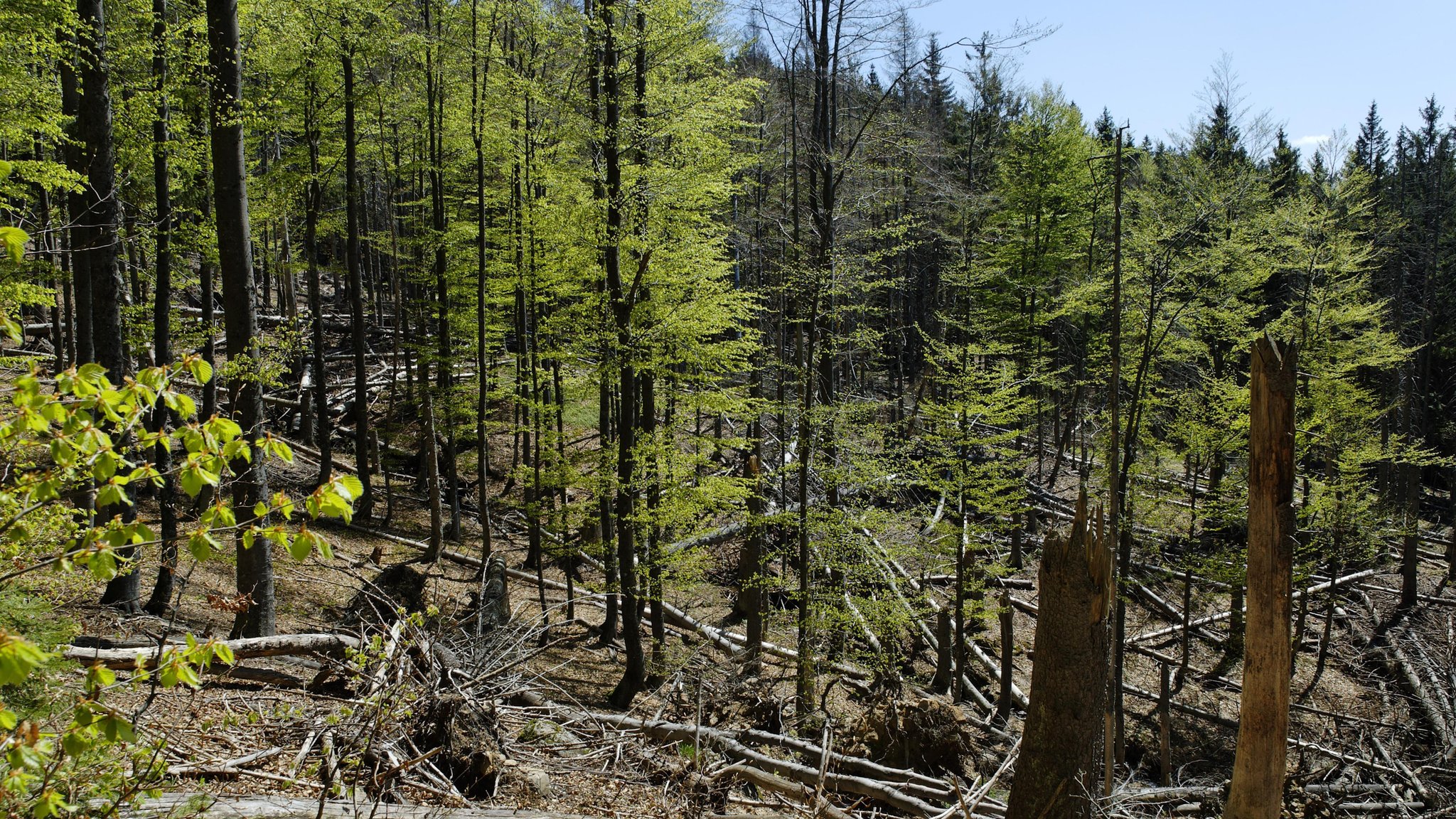 Waldschäden am Rachel im Nationalpark Bayerischer Wald