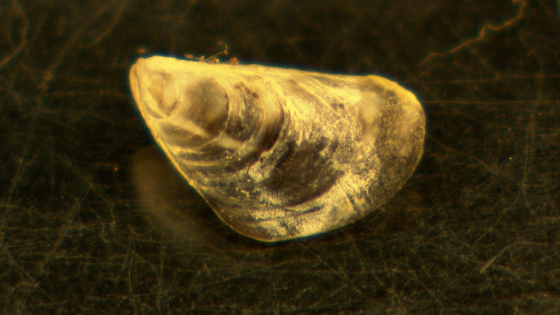 Vergrößertes Bild einer Quagga-Muschel.