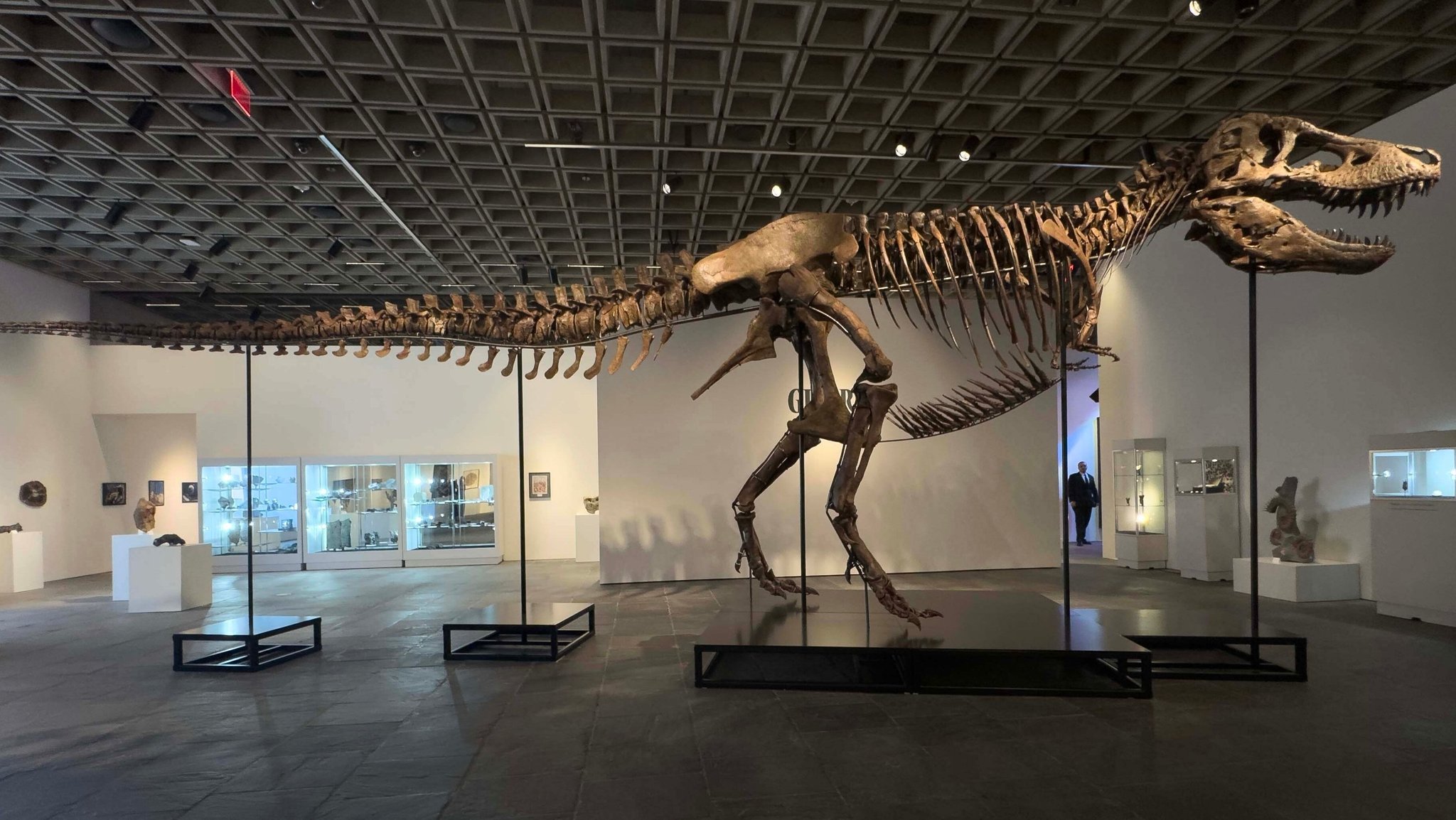 So lang, dass er kaum aufs Bild passt: T-Rex "Gus"