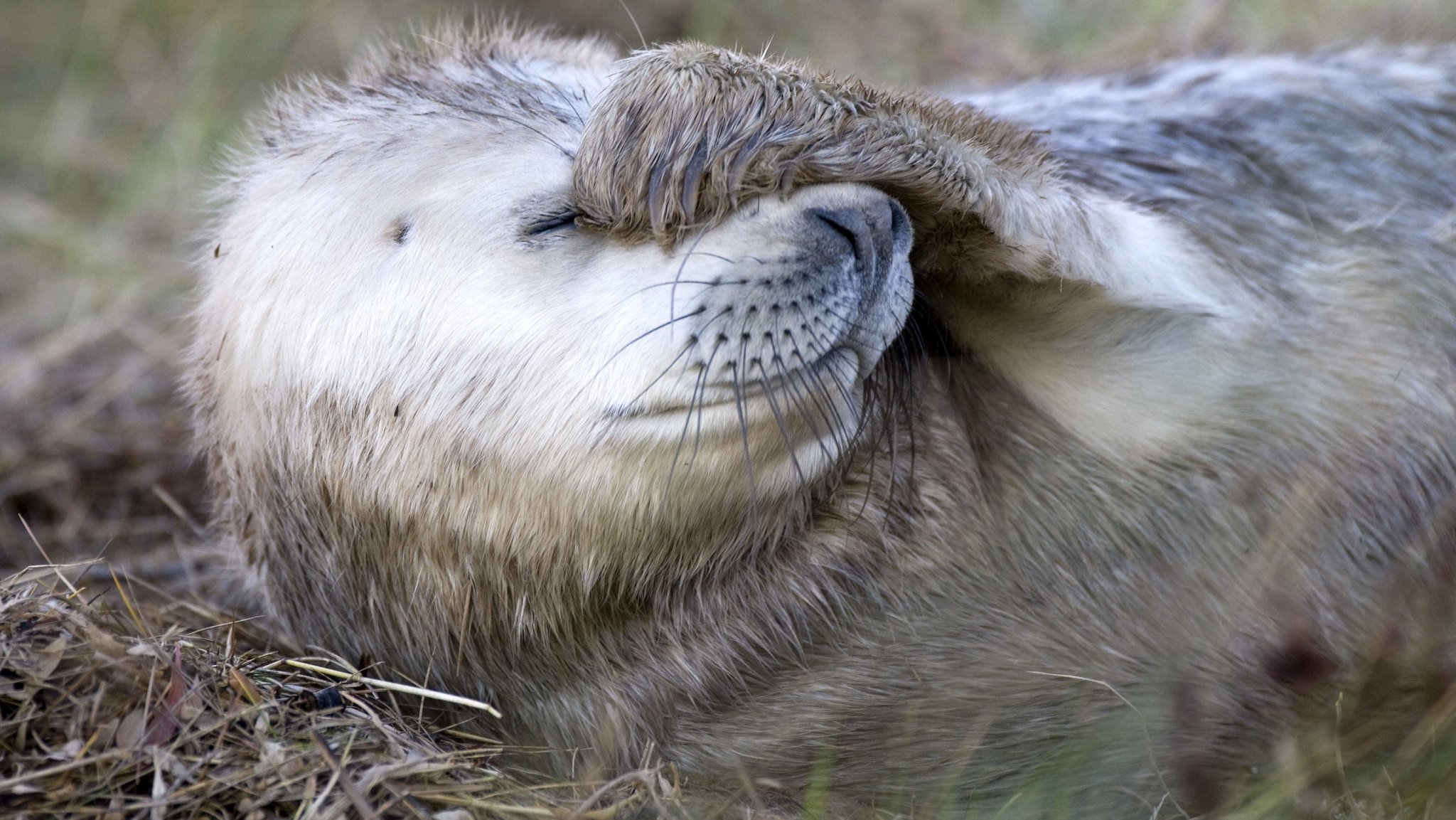 Robbe hält sich die Flosse vor Augen