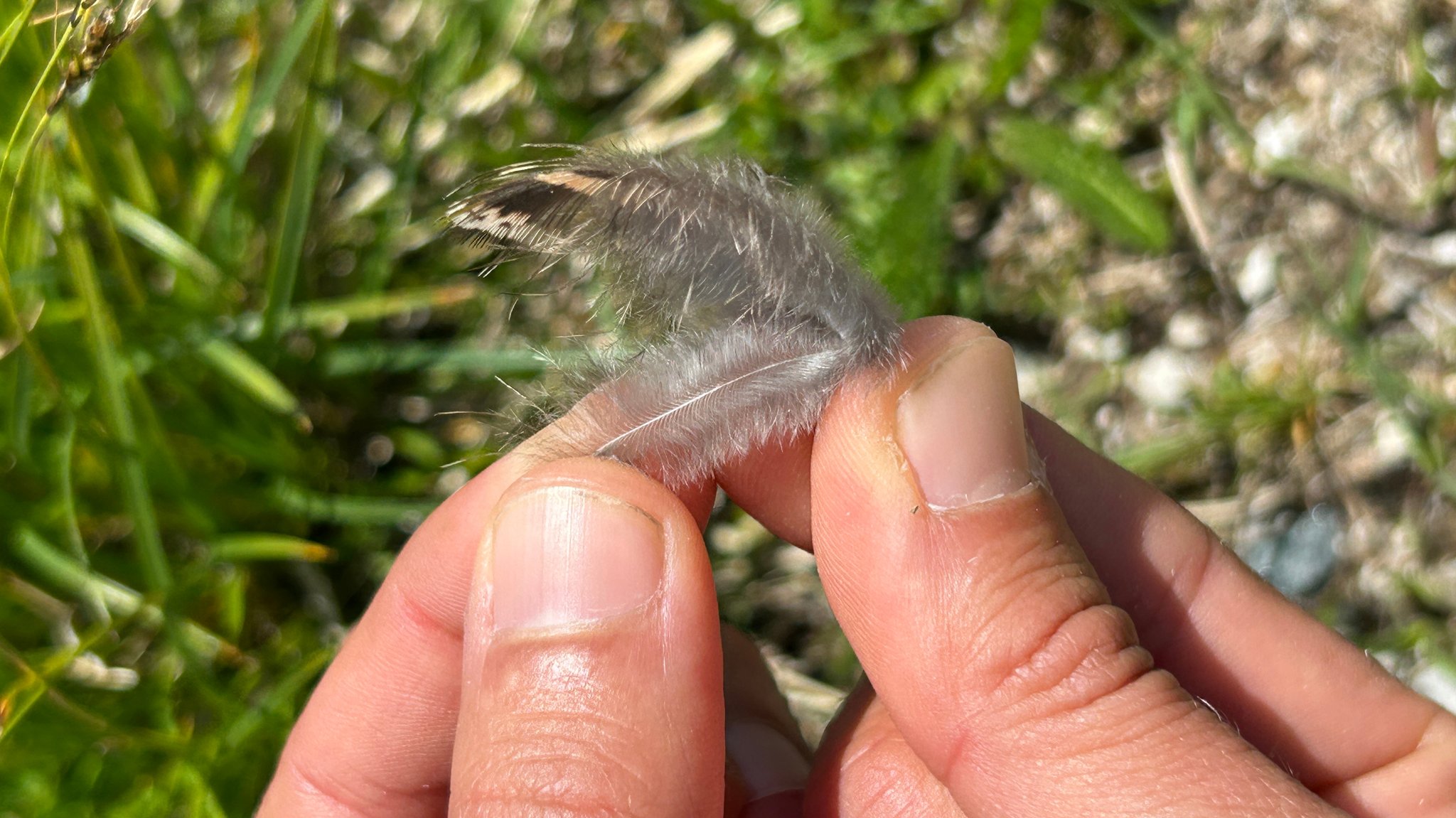 Beim Birkhuhn sprießen aus einem Federkiel zwei Federn: eine Obere und eine flauschige sogenannte Afterfeder. | Bild: BR / Sophia Rauchhaus Beim Birkhuhn sprießen aus einem Federkiel zwei Federn: eine Obere und eine flauschige sogenannte Afterfeder.