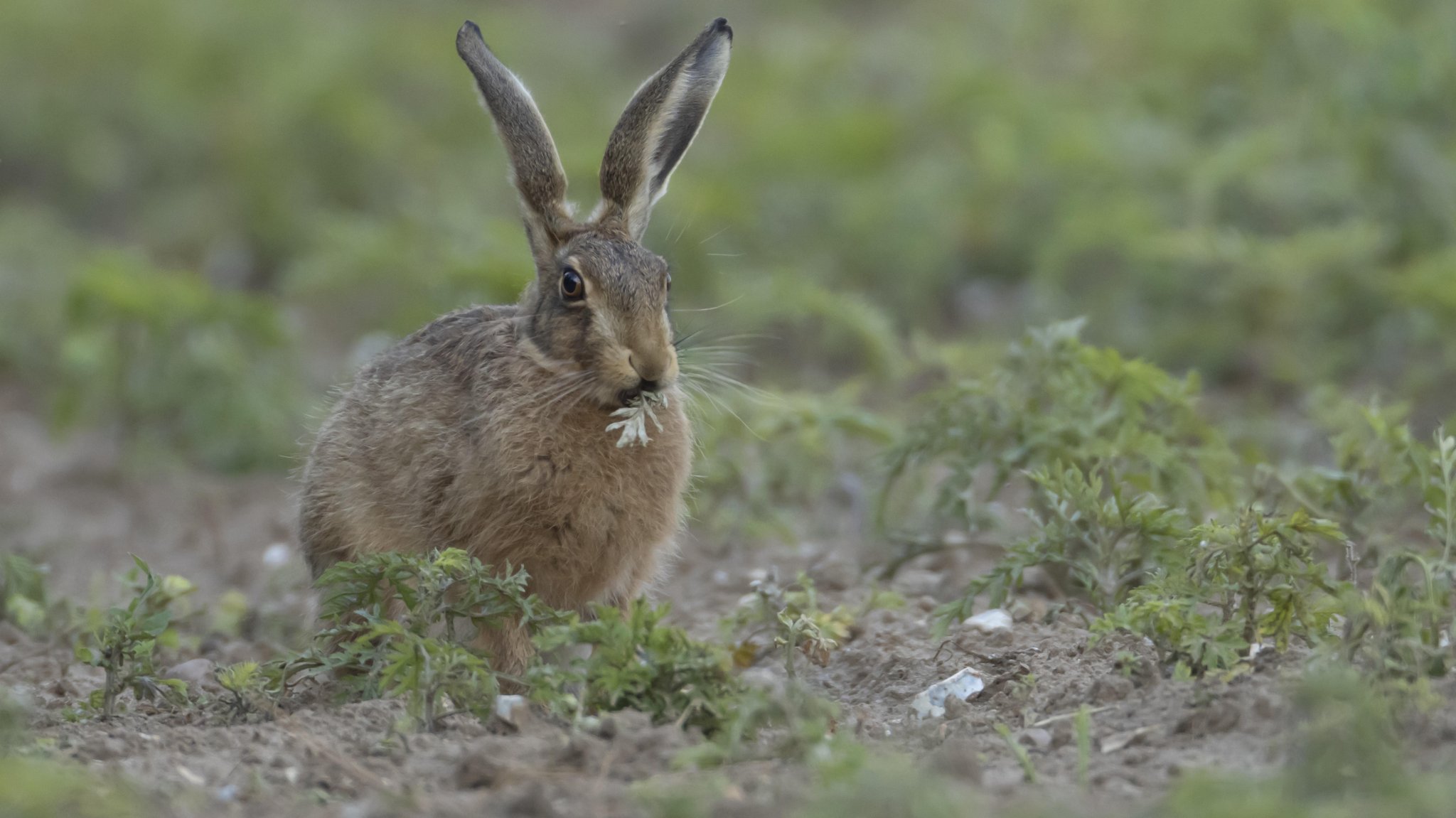 Europäischer Feldhase (Lepus europaeus)