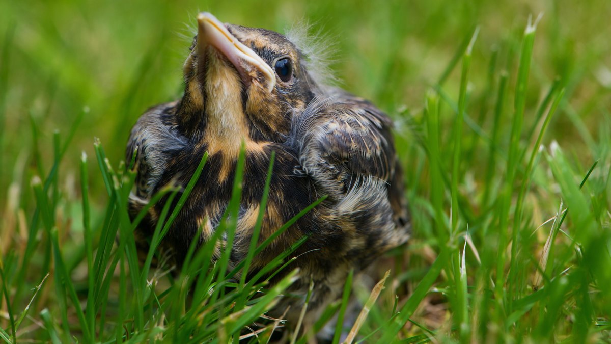 Vogelküken gefunden: Wann sollte man Jungvögeln helfen?