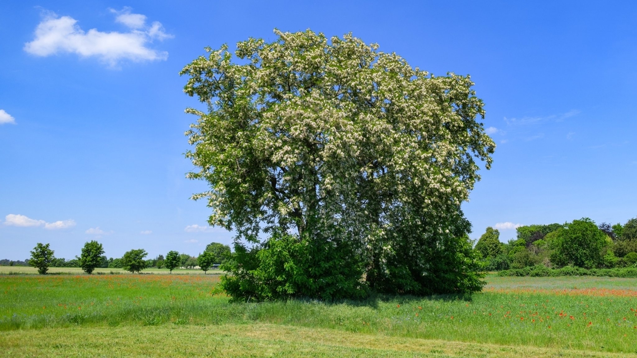 Gewöhnlichen Robinie (Robinia pseudoacacia). Die Robinie wurde zum Baum des Jahres 2020 gekürt