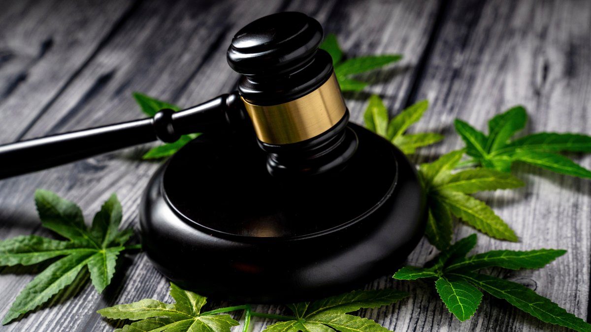 Richterhammer zusammen mit grünen Marihuana-Blättern (Cannabis) 