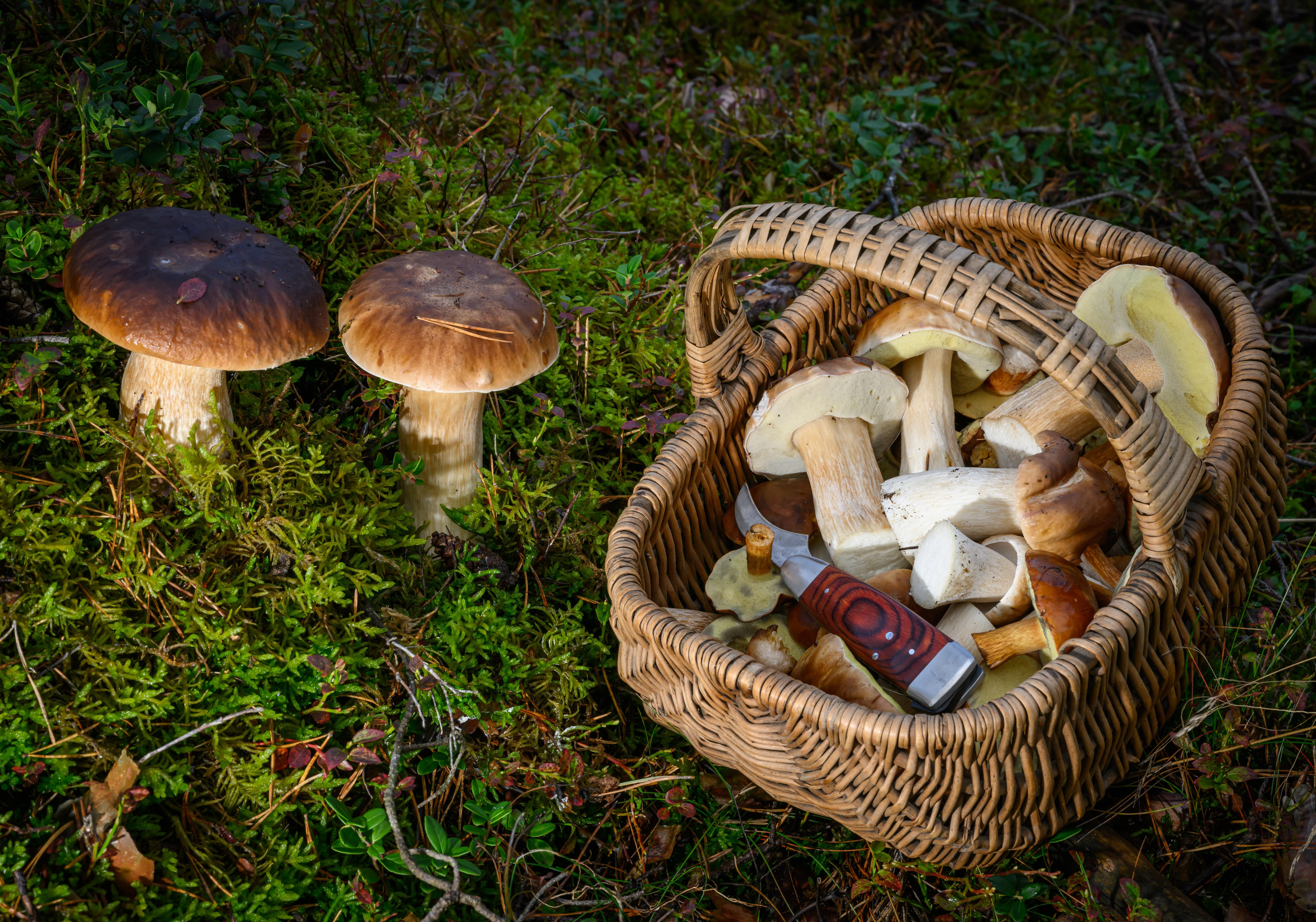 Ein voller Korb mit Steinpilzen und ein paar Maronen