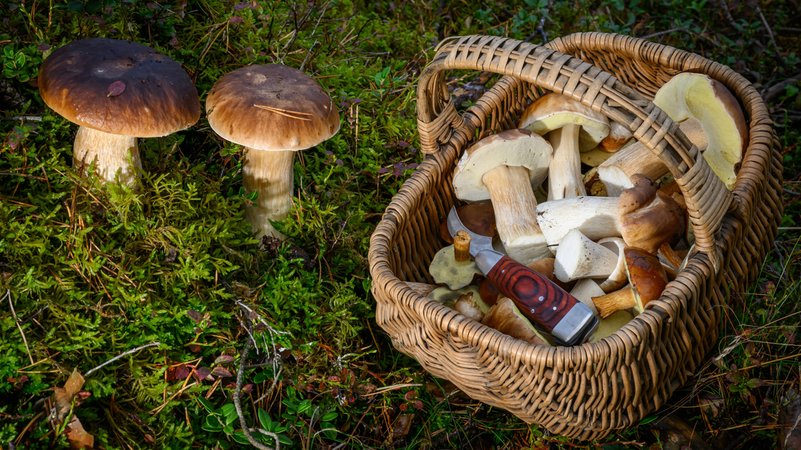 Ein voller Korb mit Steinpilzen und ein paar Maronen | Bild: pa/dpa/Patrick Pleul Ein voller Korb mit Steinpilzen und ein paar Maronen