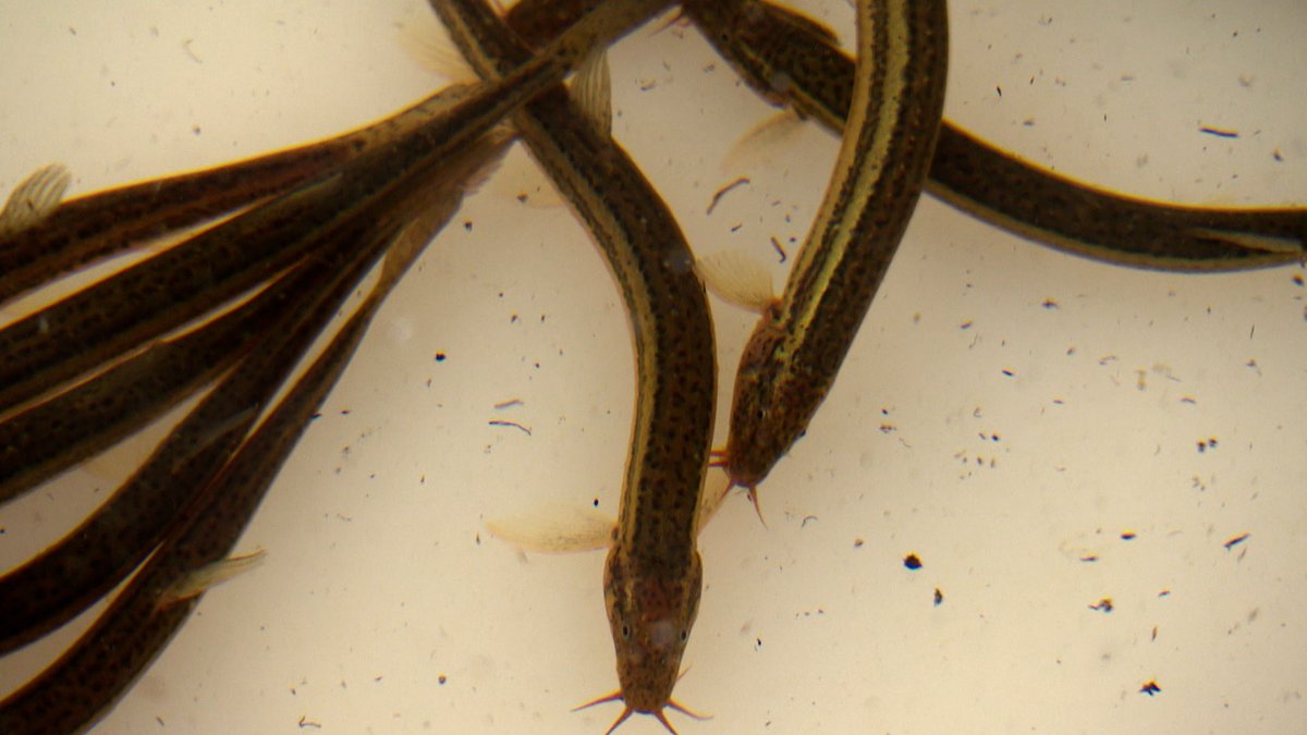 Aalartige bräunliche Fische mit Barteln am Maul, etwa 12 cm lang