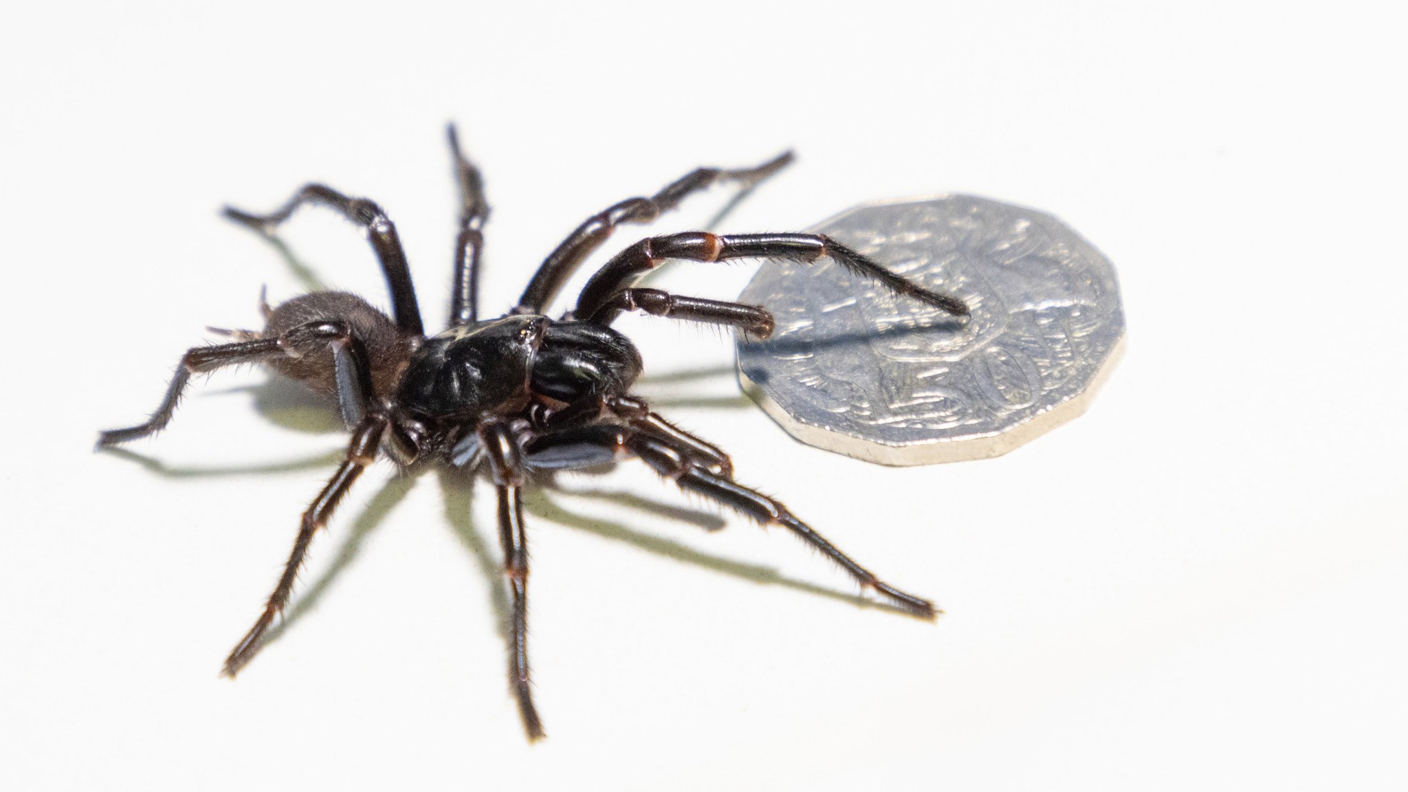 Newcastle-Trichternetzspinne sitzt zum Größenvergleich auf einer australischen 50 Cent Münze.