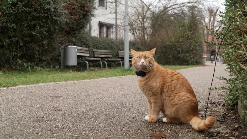 Das ist Kadu – kurz für "Kater an der Uni". Eigentlich heißt der rotgetigerte Kater mit dem schwarzen GPS-Tracker Winston. | Bild: BR/Katharina Häringer Das ist Kadu – kurz für "Kater an der Uni". Eigentlich heißt der rotgetigerte Kater mit dem schwarzen GPS-Tracker Winston.