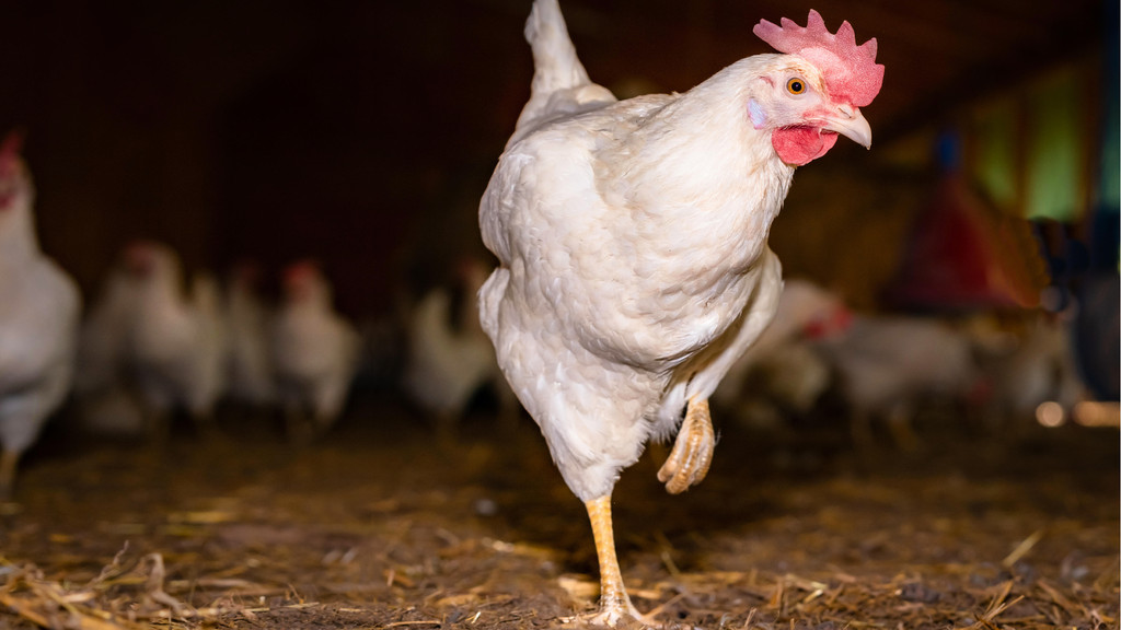 Huhn im Stall | Bild: picture alliance / Countrypixel | FRP Huhn im Stall