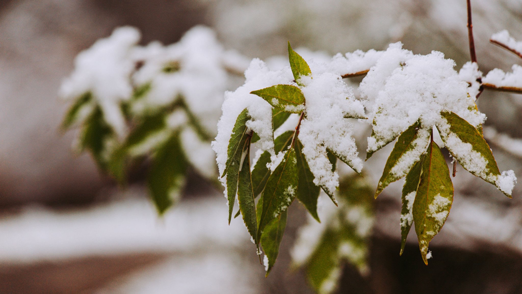 Schnee auf einer Pflanze in München