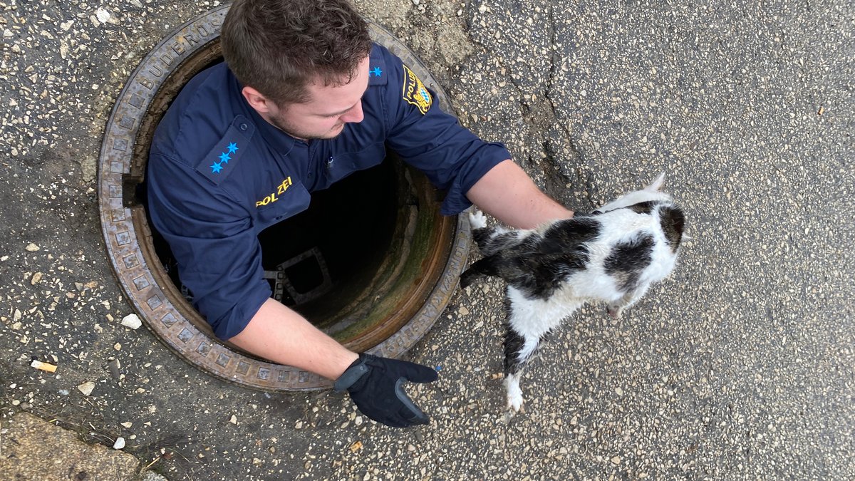 Miauen im Gully: Polizei rettet Katze aus der Kanalisation