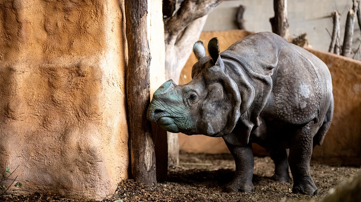 Tiergarten Nürnberg: Der Plan mit Panzernashorn-Bulle Gainda